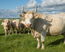 Organic farm